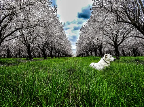 צילומי בעלי חיים - אלון אסרף